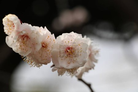 Nahaufnahme einer Kirschpflaume Prunus cerasifer blüht im März in einem japanischen Garten im Kiyosumi-Park in Tokio