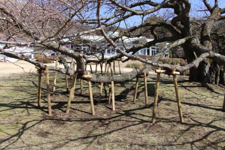 Amplio olmo japonés desnudo sin hojas en marzo en Hakone Japón. Las ramas necesitan ser apoyadas para que no se rompan.  