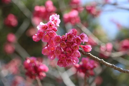 Primer plano de las flores de ciruelo a principios de marzo en Japón