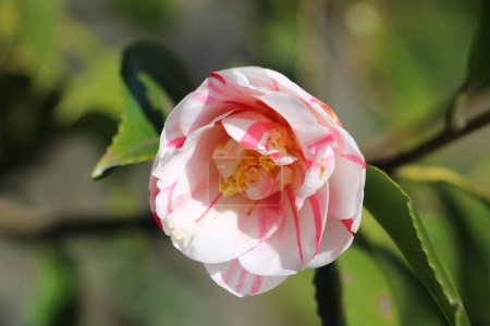 closeup of one blossom rose white of the Japanese Camellia.  Kamakura, Japan early March
