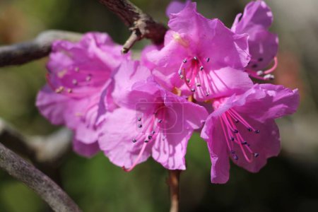 closeup of the pink blossoms of Rhodemdron mucronulatum Korean rhodendron  in Kmakura, Japan ealry March 