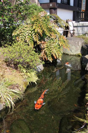  Japanese  temple garden with a Koi swimming in lake in Kamakura, Japan in Marc
