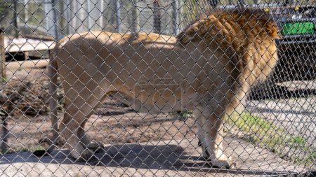 Ein Löwe, der durch einen Maschendrahtzaun in einem Zoo gesehen wird, repräsentiert Wildtiere in Gefangenschaft.