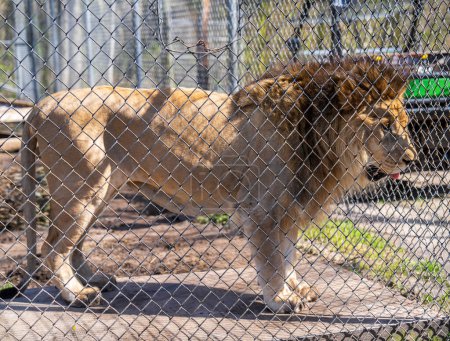 A lion seen through a chain-link fence at a zoo, representing wildlife in captivity.