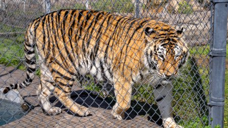 Photo for Tiger in captivity behind a chain-link fence, appearing contemplative. - Royalty Free Image