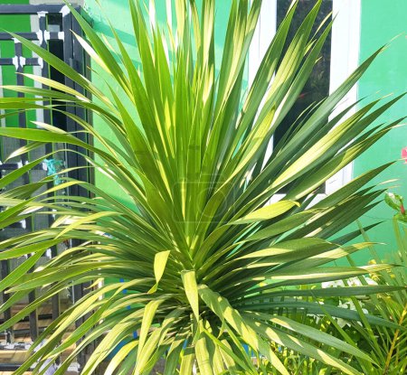 Pandan bali ou Cordyline australis (chou, palmier), Cordyline australis est une grande plante verte aux longues feuilles vertes