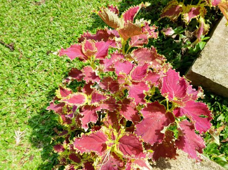 A beautiful ornamental plant named coleus. Plectranthus scutellarioides, or Miana leaves or Coleus Scutellarioides, species of flowering plant in the family of Lamiaceae. Nature Concept