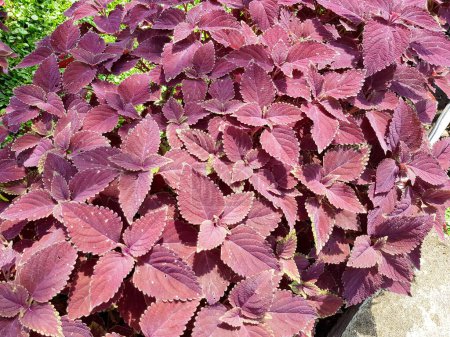 A beautiful ornamental plant named coleus. Plectranthus scutellarioides, or Miana leaves or Coleus Scutellarioides, species of flowering plant in the family of Lamiaceae. Nature Concept
