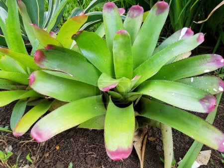 Banyumas, Indonesien - 11. April 2024: Neoregelia Johannis ist eine Pflanze mit grünen Blättern und roten Spitzen. Die Pflanze steht im Topf und ist von Schmutz umgeben