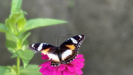 Beautiful colorful butterfly on a zinnia flower pollinating Nature background concept. Beautiful bright summer spring nature banner design. Inspirational nature closeup meadow.