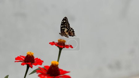 Beautiful colorful butterfly on a zinnia flower pollinating Nature background concept. Beautiful bright summer spring nature banner design. Inspirational nature closeup meadow.