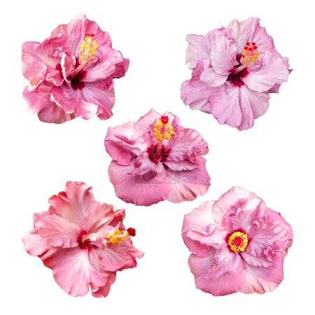 Ilustración de Hermoso doble tropical hibisco rosa sinensis conjunto de ilustración de flores - Imagen libre de derechos