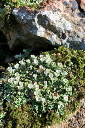 Une belle combinaison de lichen de coupe (Cladonia chlorophaea) et de mousse de peigne (Ctenidium molluscum) sur la roche sur le sol forestier, le soleil brille sur eux. La photo a été prise après la pluie, avec de belles couleurs vives.