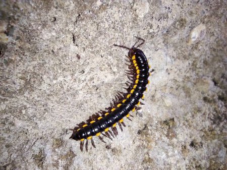 A large black and yellow striped bug is crawling on a pile of rocks. The bug is surrounded by a dark and rocky environment, which gives the image a somewhat eerie and mysterious mood