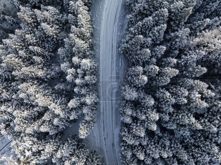 Téléchargez les photos : Montagne forêt d'hiver haut vers le bas tir ascendant. Pins couverts de neige. - en image libre de droit