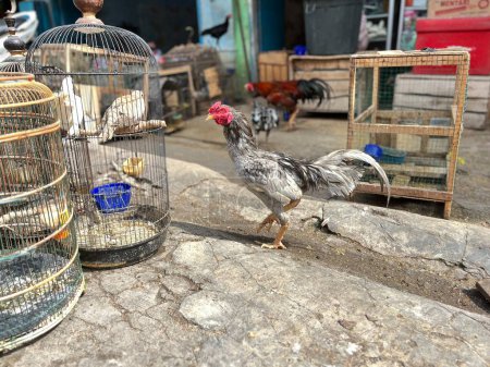 Dove Bird trading at the roadside animal market