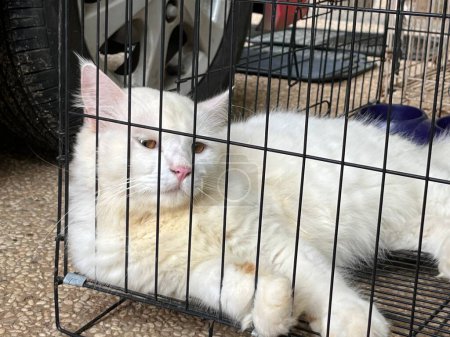 White cat in a cage lying down