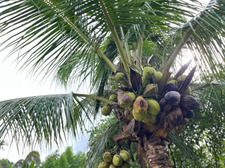 Coconut trees and other fruit trees in the garden