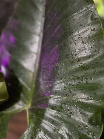 Macro photography of water droplets on taro leaves with purple light