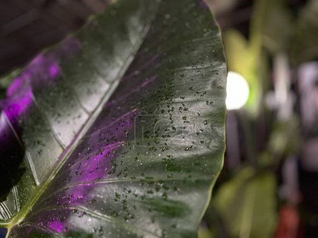 Macro photography of water droplets on taro leaves with purple light
