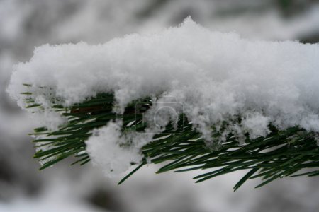 a fir branch under the snow
