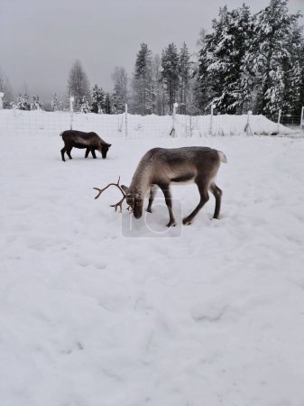 Circle deer. Snowy polar day.