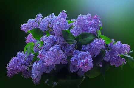 -  beautiful bouquet of blue lilacs in spring                               