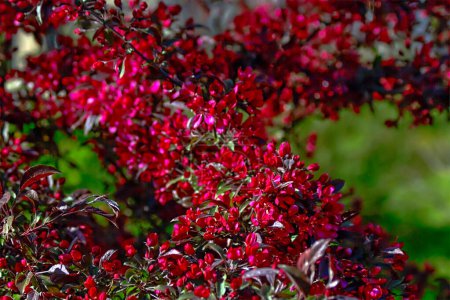 - gros plan sur les branches de pommier à feuilles rouges et baies rouges