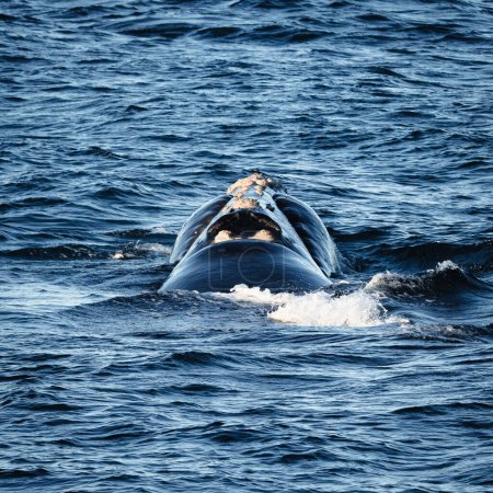 ballena franca del sur mostrando su tronco emergiendo del mar
