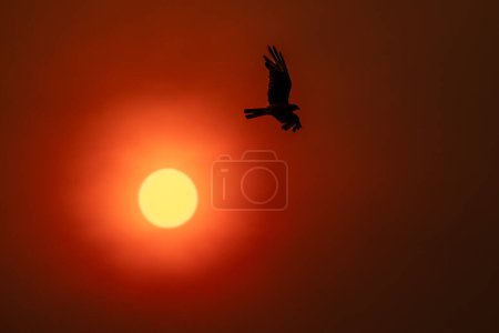 Photo for Fire in the sun. silhouette of a bird in flight - Royalty Free Image