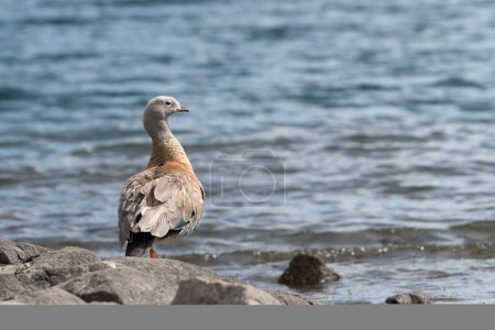 Auf den Felsen. Ruhiges Leben der Vögel am Seeufer