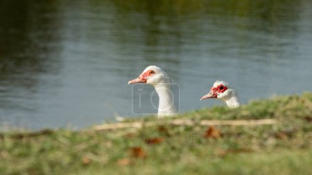 pair of ducks watching from the shore