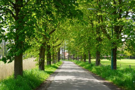 Un sentier pédestre à travers un parc à l'ombre d'un arbre par une chaude journée