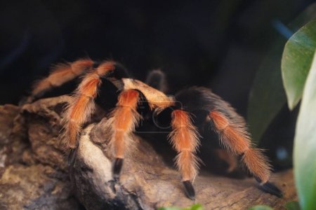 Un cierre en la enorme araña peluda, una mascota no tradicional, insecto aterrador para la mayoría