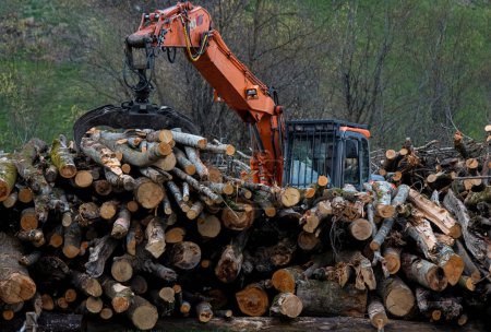 Téléchargez les photos : L'empilage des grumes de bois en Suisse - en image libre de droit