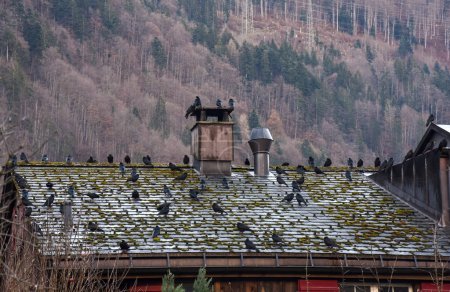 Photo for A flock of crows on the roof of the house in the Swiss Alps - Royalty Free Image