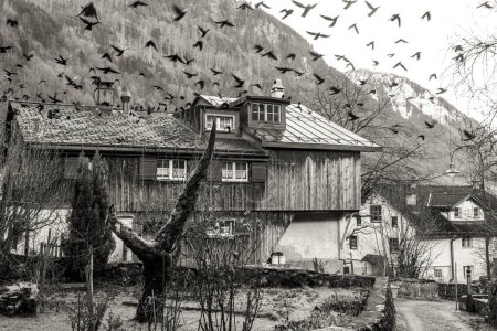 Téléchargez les photos : Un grand troupeau de corbeaux volant au-dessus de vieilles maisons dans le village de Diesbach Suisse - en image libre de droit