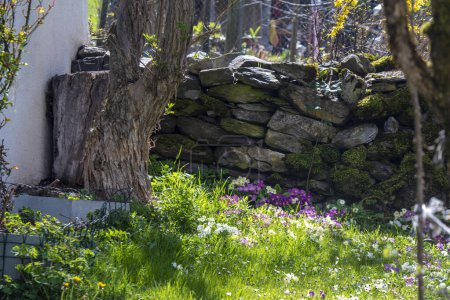 Téléchargez les photos : Beau jardin de printemps avec des arbres et des fleurs contre un mur de pierre dans un vieux village au fond des vallées de Glarus en Suisse - en image libre de droit