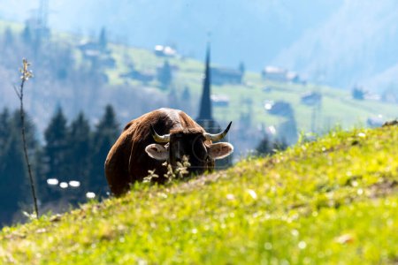 Foto de Vaca en el campo en los Alpes suizos en el cantón de Glarus - Imagen libre de derechos