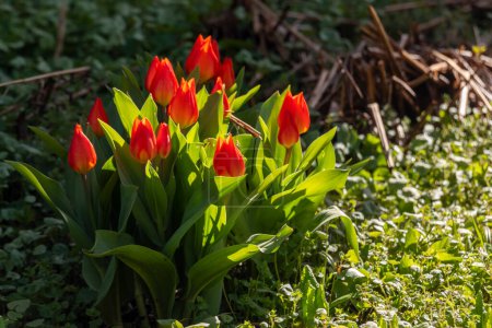 Foto de Hermosos tulipanes rojos en un jardín bañado por la luz gentil de los rayos del sol - Imagen libre de derechos