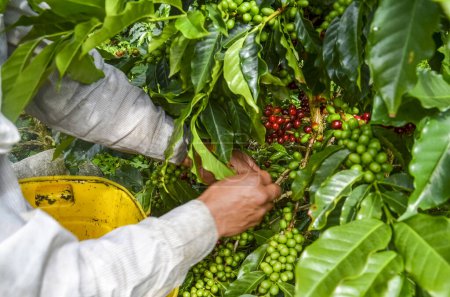 Téléchargez les photos : Farmer cueillette grains de café rouge - en image libre de droit