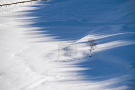 Téléchargez les photos : Seul arbre sans feuilles au milieu d'un champ de neige vide, avec lumière du soleil et ombres - en image libre de droit