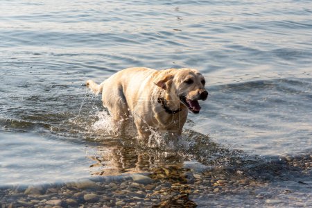 Téléchargez les photos : Un chien sortant de la natation au lac de Genève - en image libre de droit