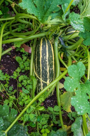 Photo for Zucchini growing big from the plant - Royalty Free Image