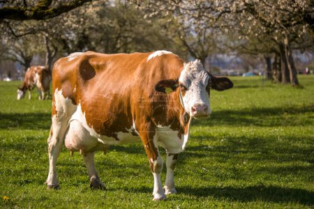 Foto de Una vaca parda pastando en un campo verde en la zona rural de Uster Suiza - Imagen libre de derechos