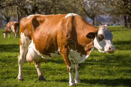 Foto de Una vaca parda pastando en un campo verde en la zona rural de Uster Suiza - Imagen libre de derechos