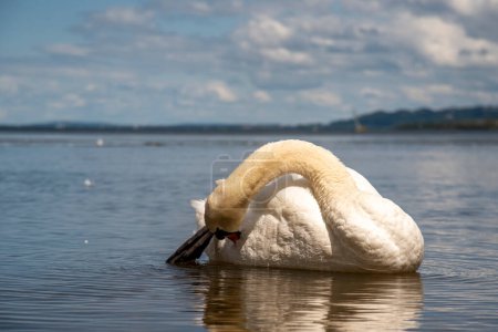 Cisne limpiando sus plumas en el lago Neuchatel