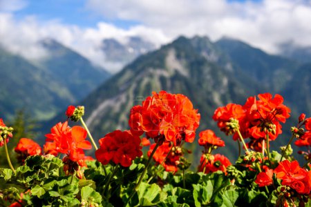 Foto de Geranios flores frente a los Alpes en Braunwalt, Suiza - Imagen libre de derechos