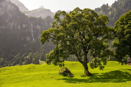 Téléchargez les photos : Prairie dans les Alpes de Braunwalt, avec un grand arbre et une cascade - en image libre de droit