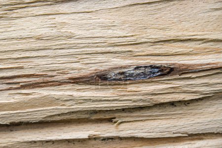 Foto de Primer plano de una textura de madera de un árbol caído en el bosque - Imagen libre de derechos